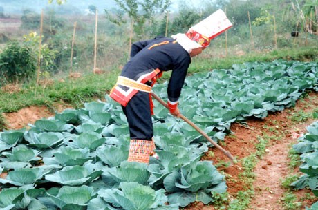 Vietnam celebrates World Food Day 2014  - ảnh 2